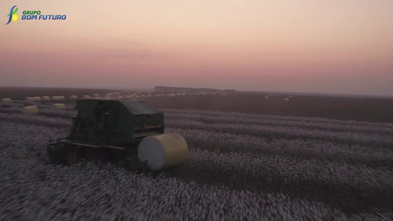 Colheita do Algodão - Grupo Bom Futuro